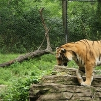 2009.07.03-zoo-006.JPG