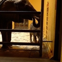 2009.07.03-zoo-025.JPG