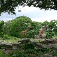 2009.07.03-zoo-027.JPG