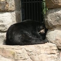 2009.07.03-zoo-029.JPG