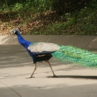 2009.07.03-zoo-036.JPG