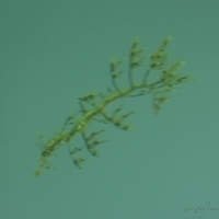 2009.07.03-zoo-040.JPG
