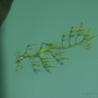 2009.07.03-zoo-041.JPG