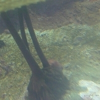 2009.07.03-zoo-043.JPG