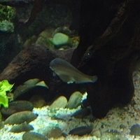 2009.07.03-zoo-047.JPG