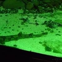 2009.07.03-zoo-051.JPG