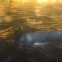 2009.07.03-zoo-053.JPG