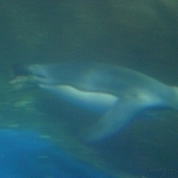 2009.07.03-zoo-054.JPG