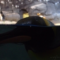 2009.07.03-zoo-055.JPG