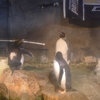 2009.07.03-zoo-061.JPG