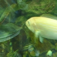 2009.07.03-zoo-064.JPG