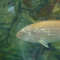 2009.07.03-zoo-065.JPG