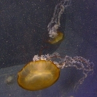 2009.07.03-zoo-066.JPG