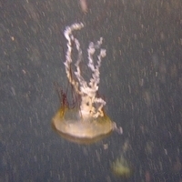 2009.07.03-zoo-068.JPG