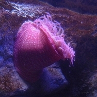 2009.07.03-zoo-069.JPG