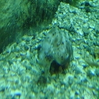 2009.07.03-zoo-071.JPG