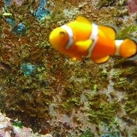 2009.07.03-zoo-074.JPG