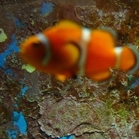 2009.07.03-zoo-076.JPG