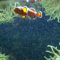 2009.07.03-zoo-079.JPG