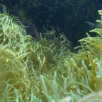 2009.07.03-zoo-081.JPG