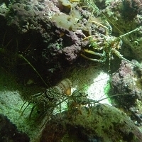 2009.07.03-zoo-088.JPG