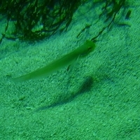2009.07.03-zoo-091.JPG