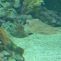 2009.07.03-zoo-094.JPG