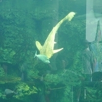 2009.07.03-zoo-098.JPG