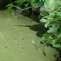 2009.07.03-zoo-100.JPG