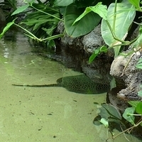 2009.07.03-zoo-101.JPG