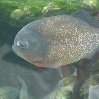 2009.07.03-zoo-102.JPG