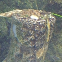 2009.07.03-zoo-103.JPG