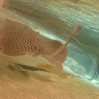 2009.07.03-zoo-111.JPG