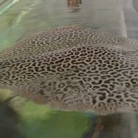 2009.07.03-zoo-117.JPG