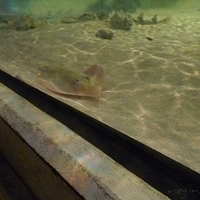 2009.07.03-zoo-131.JPG
