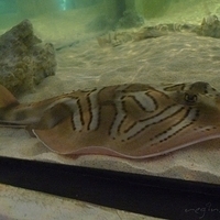 2009.07.03-zoo-141.JPG