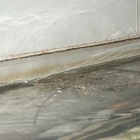 2009.07.03-zoo-144.JPG