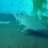 2009.07.03-zoo-168.JPG