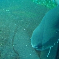 2009.07.03-zoo-169.JPG