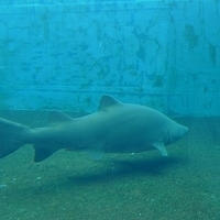 2009.07.03-zoo-170.JPG