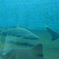 2009.07.03-zoo-171.JPG