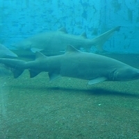 2009.07.03-zoo-172.JPG