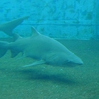 2009.07.03-zoo-173.JPG