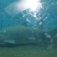 2009.07.03-zoo-174.JPG