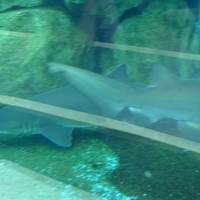 2009.07.03-zoo-176.JPG