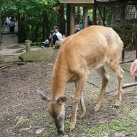 2009.07.03-zoo-210.JPG
