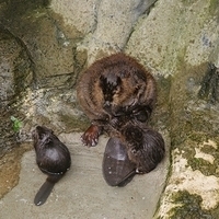 2009.07.03-zoo-216.JPG