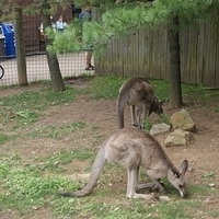 2009.07.03-zoo-221.JPG