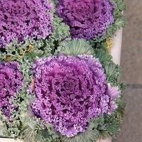 2009.12.30-104.JPG