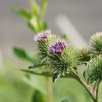 2010.07.07-001.JPG